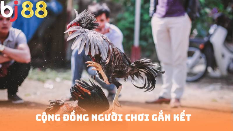 Cộng đồng người chơi gắn kết