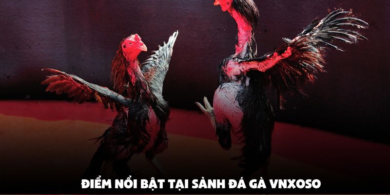 Điểm nổi bật tại sảnh đá gà Vnxoso