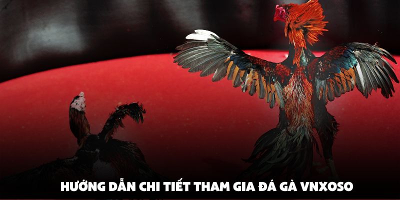 Hướng dẫn chi tiết tham gia Đá Gà Vnxoso