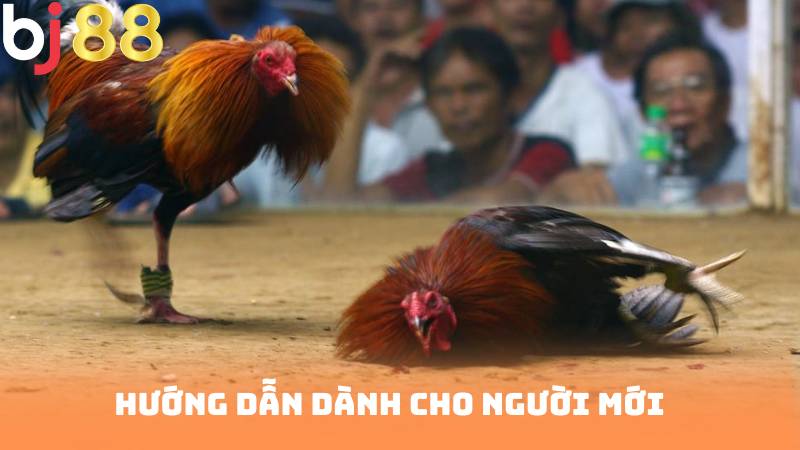 Hướng dẫn dành cho người mới