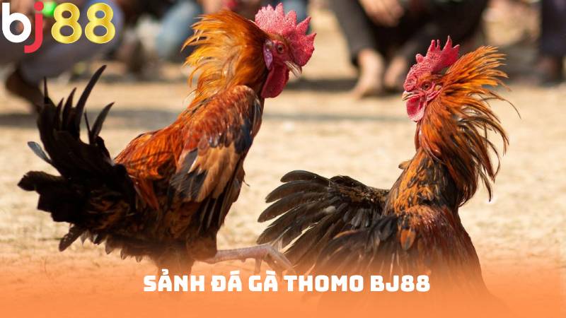 Sảnh Đá Gà Thomo BJ88 – Trải Nghiệm Cá Cược Đỉnh Cao Từ Thomo
