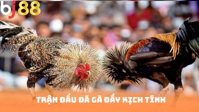 Trận đấu đá gà đầy kịch tính