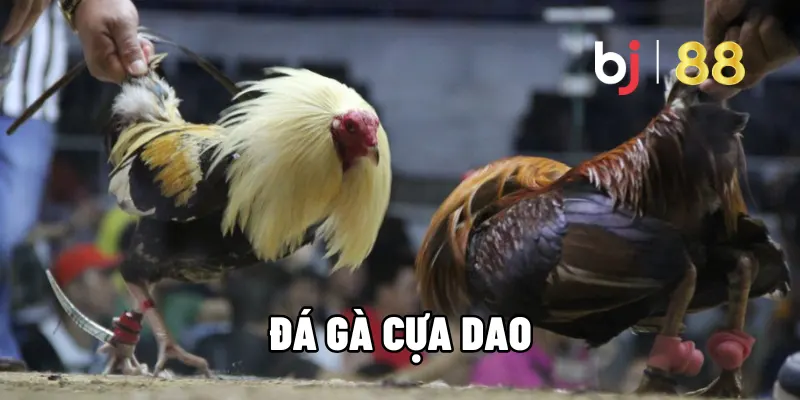 Đá Gà Cựa Dao – Trải Nghiệm Kịch Tính - Cá Cược Lợi Nhuận Tại BJ88