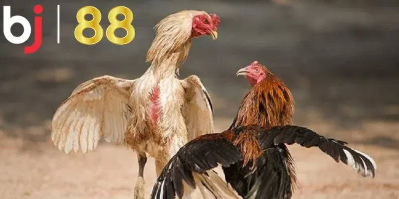 Khám phá về hình thức đá gà cựa dao