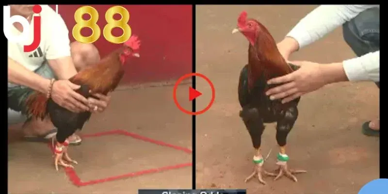 Nắm rõ cách chơi đá gà cựa dao để tham gia có hiệu quả